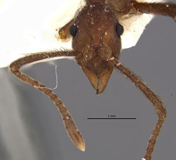 Media type: image;   Entomology 21135 Aspect: head frontal view